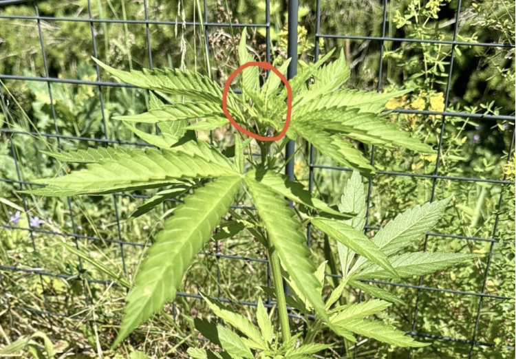 Topping einer Cannabis Pflanze - Auskeimung, Ausbeizen